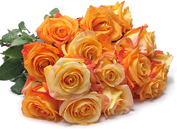 Roses Roses