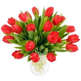 Bright Red Tulips