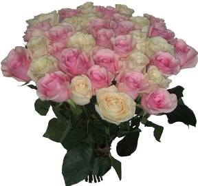 25 Roses Roses et Blanches
