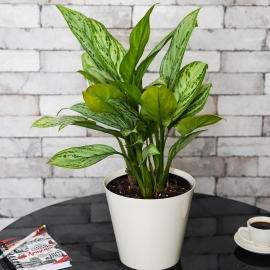 Aglaonema (Chinese Evergreen)