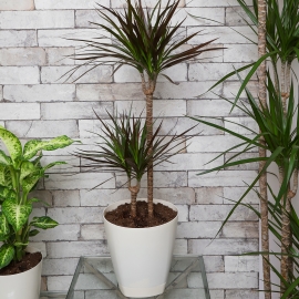 Dracaena Marginata Palm
