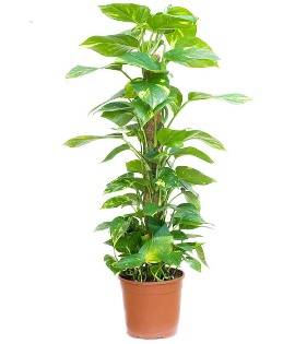 Scindapsus Plant