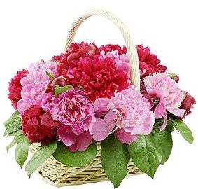Basket of 27 Peonies