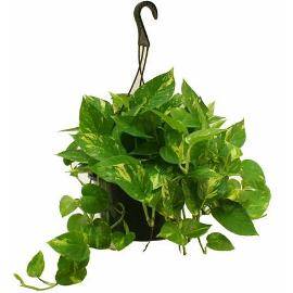 Pothos Houseplant