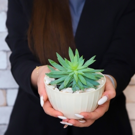 Sedum Morganianum