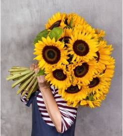 Bright Sunflowers