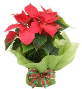 Blooming Poinsettia