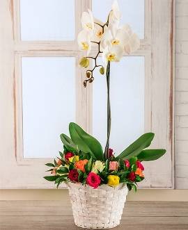 Espesially Made for You