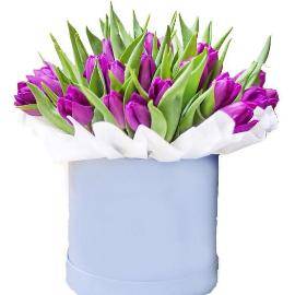 Purple tulips in box