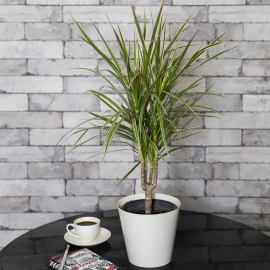 Dracaena