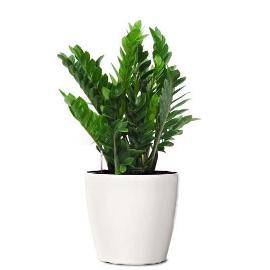 Eco Gift