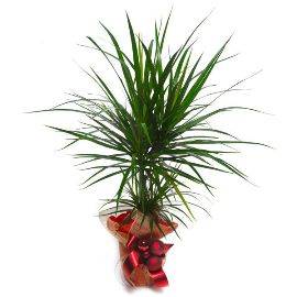 Dracaena Marginata Gift
