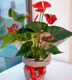 Anthurium
