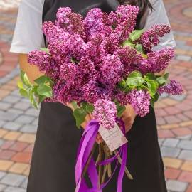 In love with Lilacs
