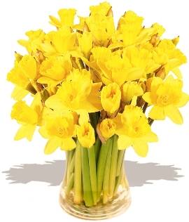 55 Spring Narcissus