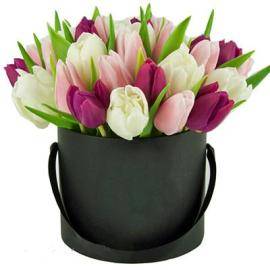Tulip Delight