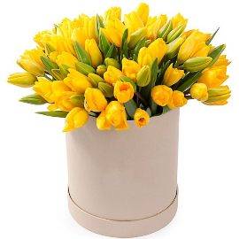 77 Sunny Yellow Tulips