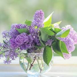 Lilacs in a Vase