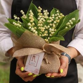 Lily of the Valley (Landish) in a Package