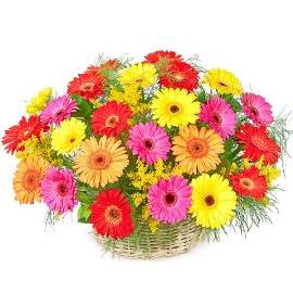 Blooming Basket of Gerberas