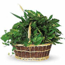 Exotic Green Basket