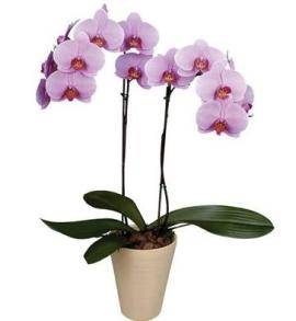 Растение Розоваая орхидея