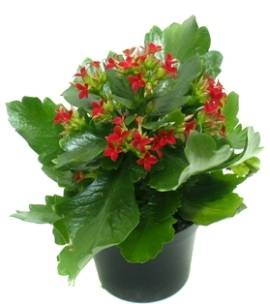 Red Kalanchoe Plant