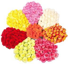 Colorful Collage of 301 Roses