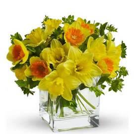 25 Royal Narcissus in Vase