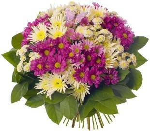 Grace of Chrysanthemums