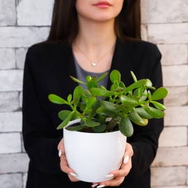 The Green Plant in White Pot