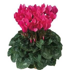 Pink Cyclamen