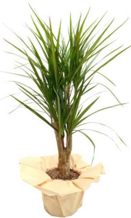 Dracaena (Dracaena Marginata)