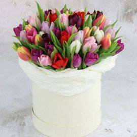 Разноцветные Тюльпаны