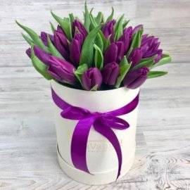  Страстные Фиолетовые Тюльпаны