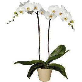 Растение Белая орхидея